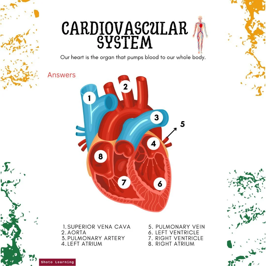 Free Cardiovascular System Cut and Paste Diagram Activity